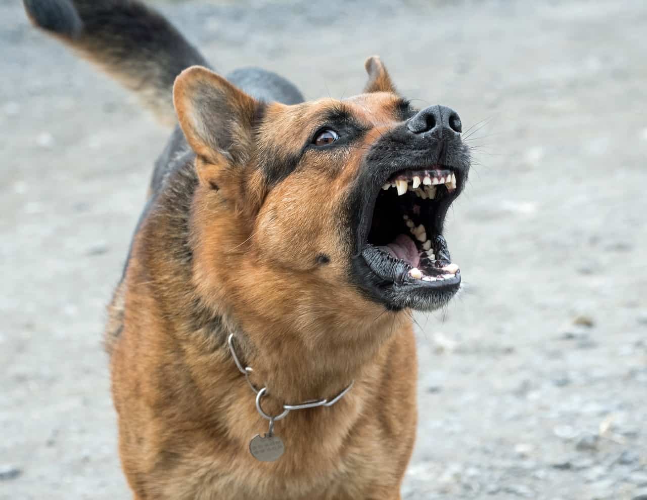 Stop your dog from barking
