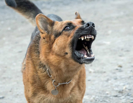 Stop your dog from barking